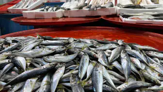 Hamsi kıtlığı Konya’yı vurdu, fiyatlar cep yakıyor