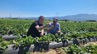 Üreticilere büyük müjde: Seydişehir çileği coğrafi işaretle taçlandı