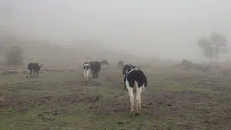 Konya'da kaybolan 11 büyükbaş dağda bulundu!