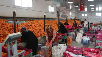 Konya, Türkiye'nin havuç deposu oldu! Üretimin yüzde 67'si bu şehirden