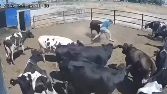 Kızgın boğanın saldırısı kamerada! Konya’da besici ölümden döndü