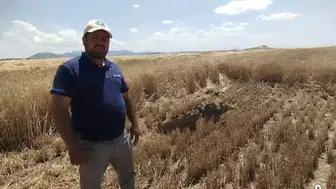 Konya’da ekinlerin altında büyük tehlike! Biçerdöver ile fark edildi