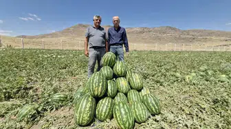 Paşa Karpuzu’nun tadına doyulmuyor! İlk kez Nelson kayısı yetiştirildi