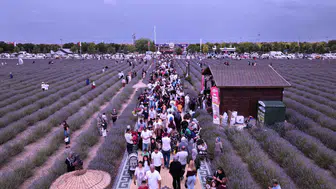 Konya'daki lavanta festivali ziyaretçi rekoru kırdı!