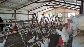 Konya’da böyle lise görülmedi! Gezen tavuk yumurtası ve doğal koyun sütü satılıyor