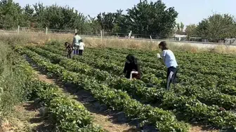 Konya’da Çilek Bahçesi açıldı! Toplayabiliyorsunuz, ücretsiz ikramlar da var