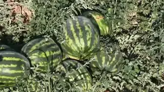 Konya’da üretilen karpuz tadı damaklarda bırakıyor!