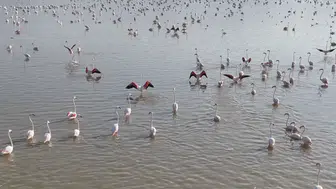 Konya’da kuruyan göl yeniden hayat buldu! Flamingolar geri döndü