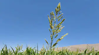 Konya'da kuraklığa rağmen yüzler güldü! O ürün üreticiyi sevindirdi