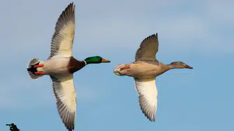 Konya’nın kuş cenneti fotoğraf tutkunlarını büyülüyor