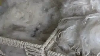 Konya’da koyun yününden keratinli sabun üretildi!