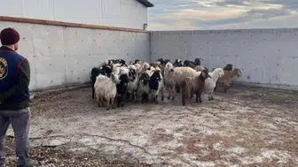 Konya’da film gibi operasyon: 48 koyun kurtarıldı