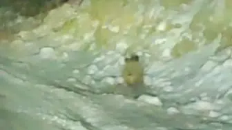 Konya'da yaban domuzu kara yoluna indi