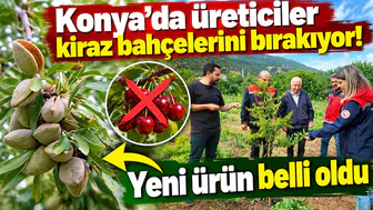 Konya’da üreticiler kiraz bahçelerini bırakıyor! Yeni ürün belli oldu