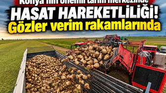 Konya’nın önemli tarım merkezinde hasat hareketliliği! Gözler verim rakamlarında