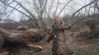 500 yıllık çınar dayanamadı! Konya'da fırtına mesire alanına zarar verdi