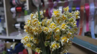 Karaman’da “çiçeklerin annesi” nergis ilgi görüyor: Fiyatı bin 500 TL’ye kadar çıkıyor