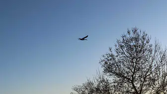 Konya'da baharın müjdecisi leylekler görüldü