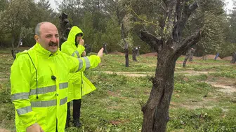 Konya Vekili katledilecek denilen ağaçlara bakın ne oldu diyerek açıkladı