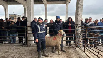 Konya’da ilginç açık artırma! Bu koyun kaça satıldı?