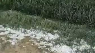 Konya Ovası’nda dolu etkili oldu! Tarımda tehlike var mı?