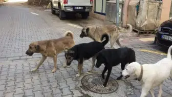 Konya’da köpek alarmı! Köpeğini sokağa bırakan yandı