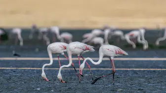 Tuz Gölü’nde flamingo alarmı! “Yavrular telef oluyor”