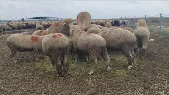 Konya’da büyük başarı! 1 koyun 1598’e çıktı