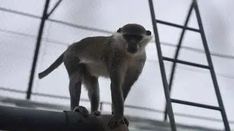 Koruma altına alındı! Denizli’de yakalandı Konya’ya getirildi