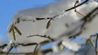 Konyalılar bu tarihlere dikkat! Don riski etkili olacak