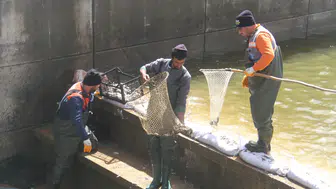 Beyşehir Gölü’nde nefes kesen kurtarma: Binlerce balık hayata döndü