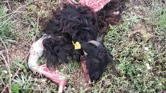 Bu görüntü Konya’da çekildi! Sorun giderek büyüyor