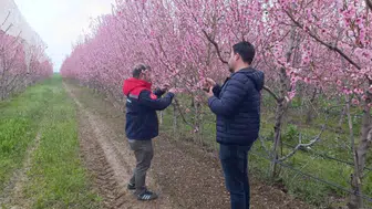 Konya’da zirai don alarmı! Ekipler bölgede