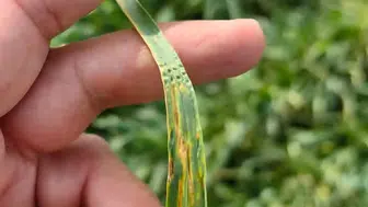 Konyalı çiftçilere ilaçlama uyarısı geldi