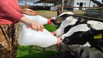 Üreticilerin beklediği süt fiyatı açıklandı