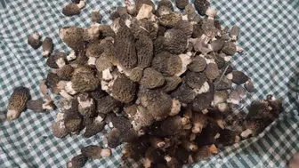 Konya'da kuzugöbeği sezonu başladı, fiyatı dikkat çekti