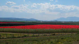 Konya ve Karaman Valisi, Türkiye’nin tek parça en büyük bahçesinde! Ne üretiliyor?