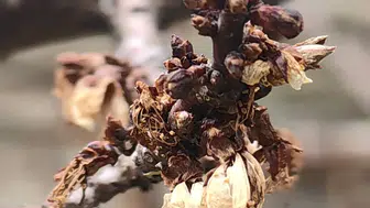 Konya’da -3 derece o meyveyi yaktı!