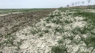 Konya Ovası’nda çekildi!  Hasat sonrası görüntü ortaya çıktı
