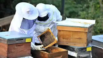 Arıcılığa büyük destek! Hibeler açıklandı