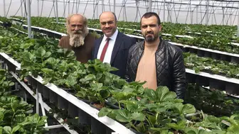 Konya Akören’de bir ilk yaşandı! Topraksız tarımda çığ açıldı