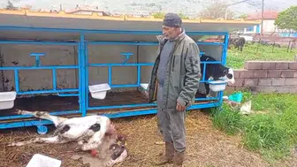 Konya'da korkunç olay! Başıboş köpekler buzağıyı telef etti