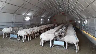 Konya hayvancılıkta fark attı! Bölgedeki her 2 hayvandan biri burada