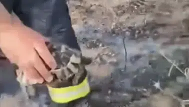 Konya’da yürek ısıtan görüntü! Yangından kaplumbağayı kurtardı