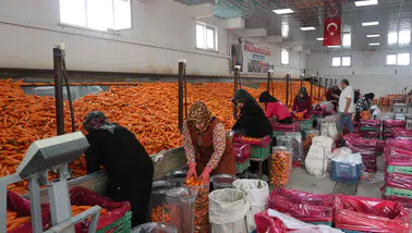 Konya, Türkiye'nin havuç deposu oldu! Üretimin yüzde 67'si bu şehirden