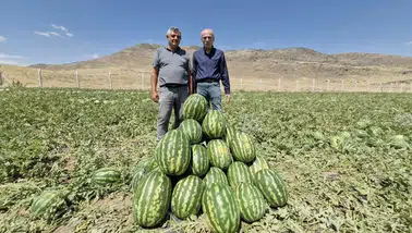 Paşa Karpuzu’nun tadına doyulmuyor! İlk kez Nelson kayısı yetiştirildi