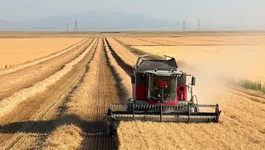 Konya Ovası'nda rekor verim! Dekarda 1 ton buğday hasat edildi
