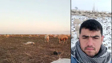 Konya’da 170 tanesi birden kayboldu! Bulana ödül verilecek