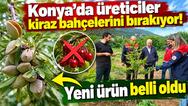 Konya’da üreticiler kiraz bahçelerini bırakıyor! Yeni ürün belli oldu