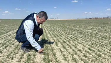 Rekolte umut verici! Konya'da hububatta son durum